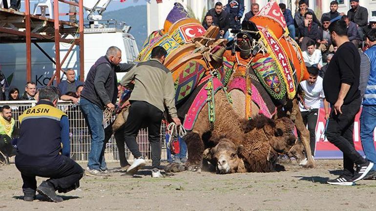 Antalyada develer güreşirken sahipleri kavga etti