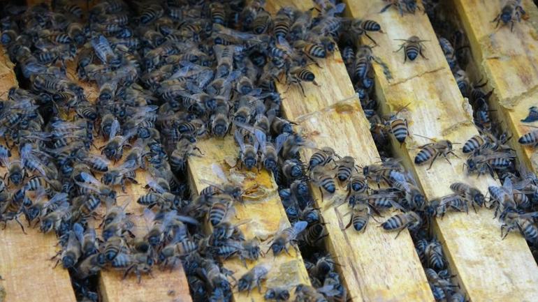 Küresel ısınma arıları da etkiledi: Uyuması gerekirken uçuyorlar