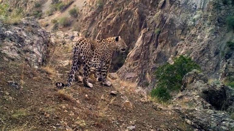 Bakan Kirişci: Anadolu Leoparı yeniden görüntülendi