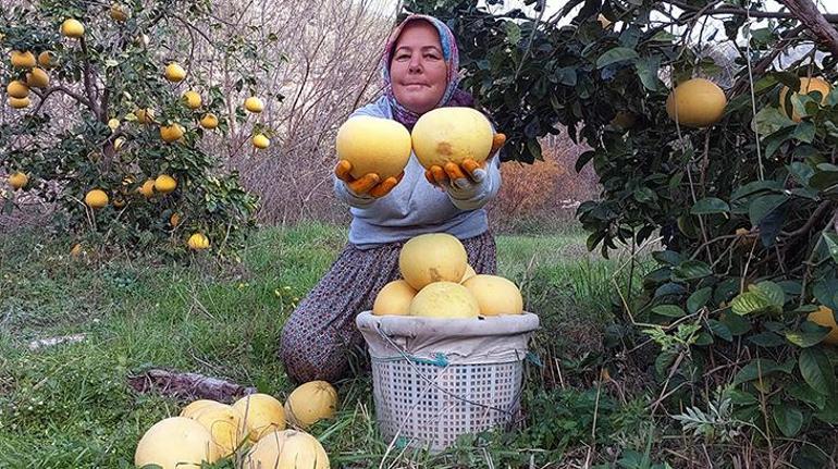 Bu kavun ağaçta yetişiyor, kilosu 7-8 liradan satılıyor