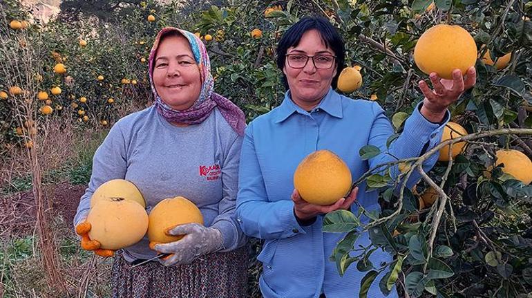 Bu kavun ağaçta yetişiyor, kilosu 7-8 liradan satılıyor