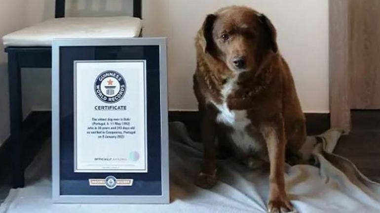 Dünyanın en yaşlı köpeği Guinnes Rekorlar Kitabına girdi
