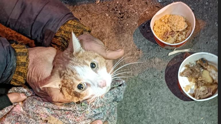Neva’ adlı kedi 72’nci saatte bulundu Enkazdan çıkan tek canlı
