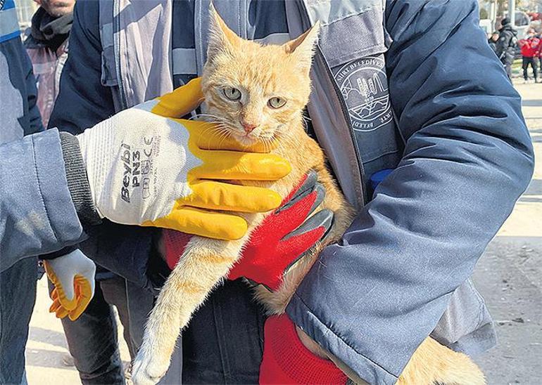 Kahraman kedi üç kişiyi kurtardı