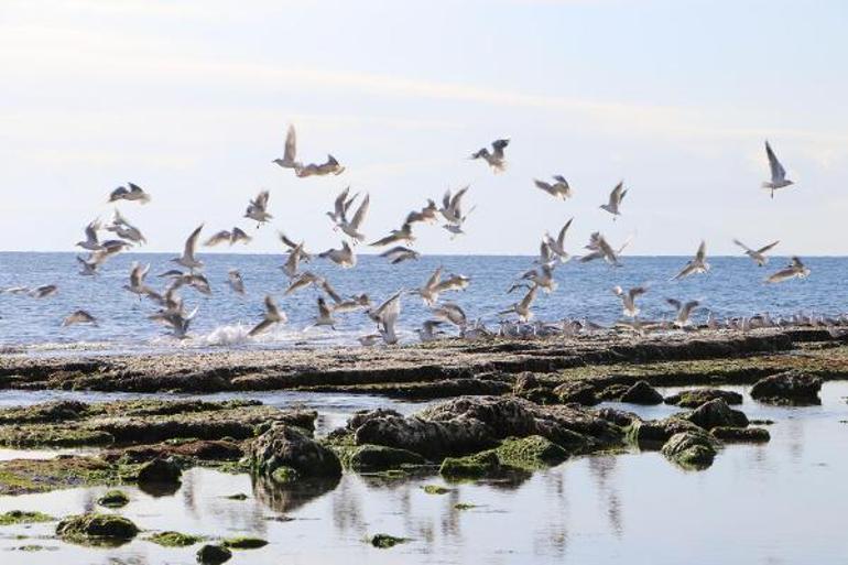 Marmarada deniz suyu çekildi Kandilliden açıklama geldi