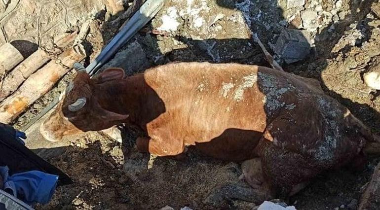 Sertab Erener depremden etkilenen hayvanlar için çiftlik kurdu