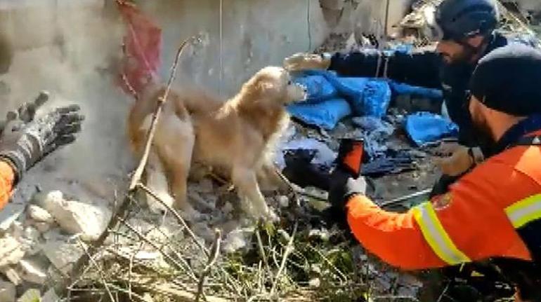 Portekiz’den gelen ekip Antakya’da bir köpeği kurtardı