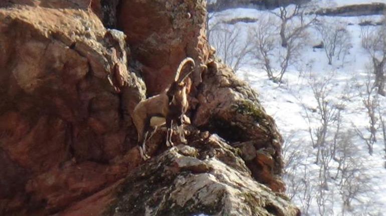 Avcılık durduruldu, dağ keçileri rahatça gezmeye başladı