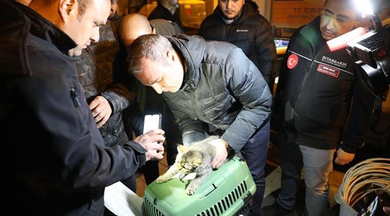 Diyarbakırda kedi kurtarma operasyonu Zena çıkarıldı