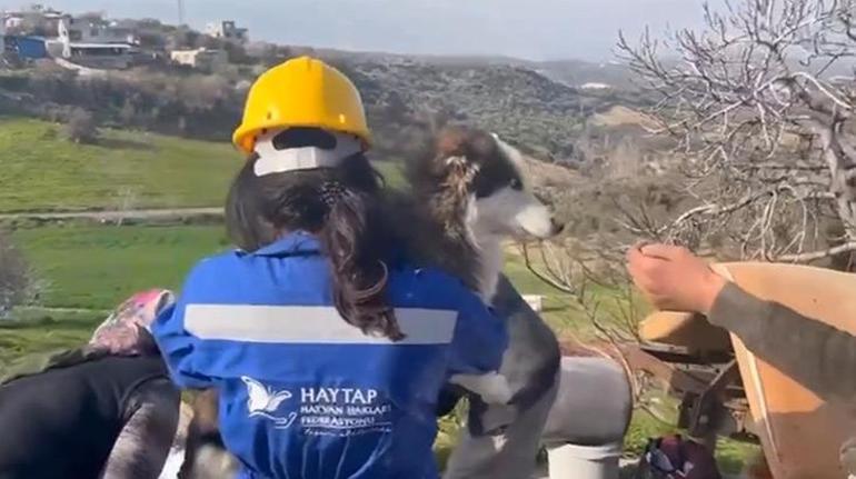 Hatayda 23 gün sonra Aleks adlı köpek, enkazdan kurtarıldı