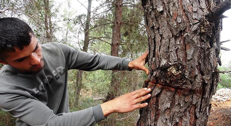 Antalya’da şoke eden olay Yarım asırlık 50 ağaçı kesip, kaçtılar