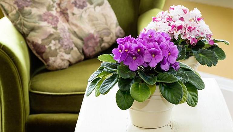 İlkbaharın hayat dolu renklerini evinize taşıyacak 5 saksı çiçeği