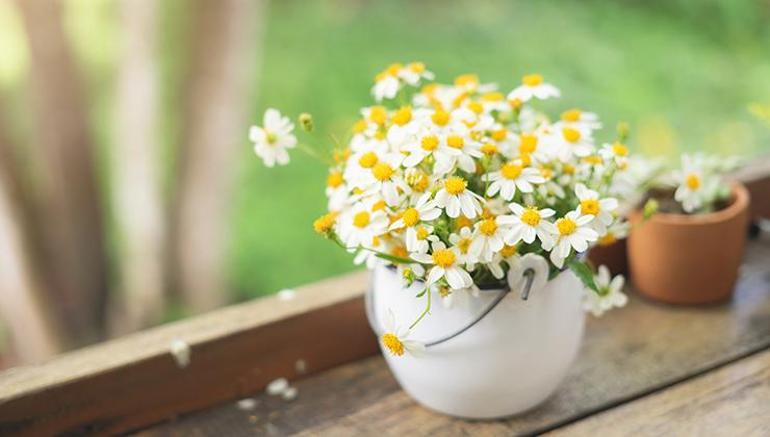 İlkbaharın hayat dolu renklerini evinize taşıyacak 5 saksı çiçeği