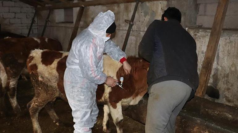 Ağrıda 400 bin büyükbaş şap hastalığına karşı aşılanacak