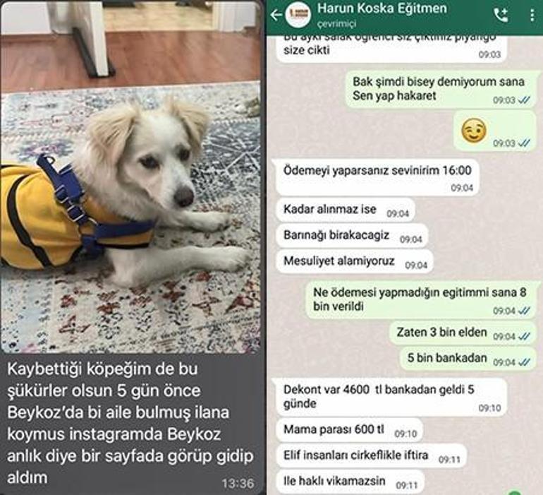 Köpek eğitiminde eziyet Hayvan sahiplerinden Harun Koska hakkında şikayet