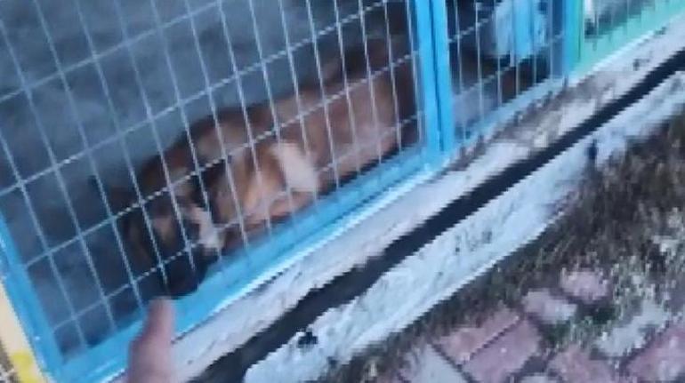 Köpek eğitiminde eziyet Hayvan sahiplerinden Harun Koska hakkında şikayet