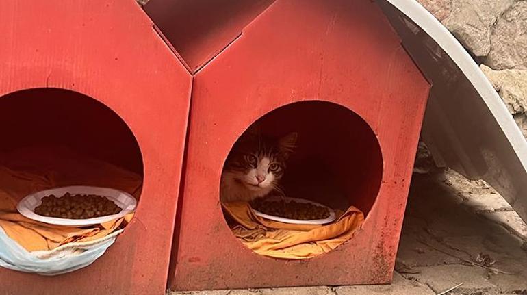 İstanbulda toplu kedi ölümleri sokağa döktü