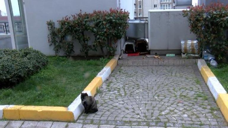 İstanbulda toplu kedi ölümleri sokağa döktü