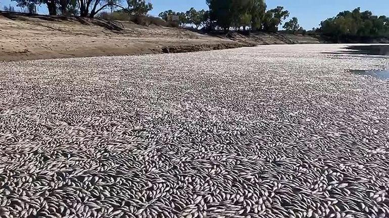 Avustralyada 35 kilometrelik bir nehir hattında milyonlarca balık öldü