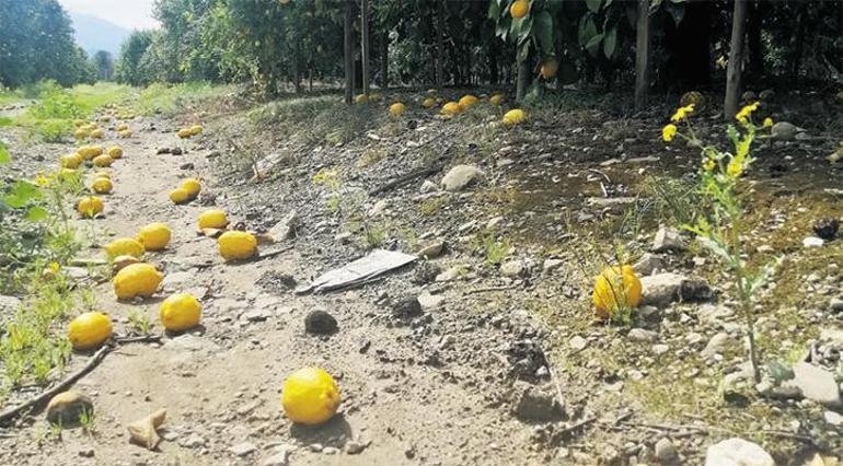 Limonlar dalda bahar sevinci kursakta kaldı