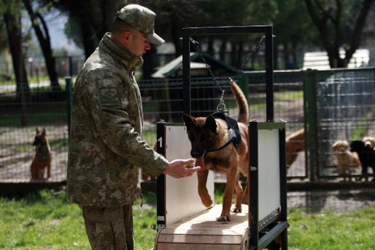 Depremde 78 kişiyi kurtaran köpeklerin branşlarını, askeri heyet belirliyor