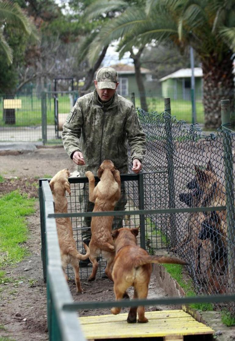 Depremde 78 kişiyi kurtaran köpeklerin branşlarını, askeri heyet belirliyor