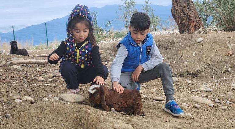 Enkazdan çıkarılan keçi doğum yaptı; yavruya veterinerin adı verildi