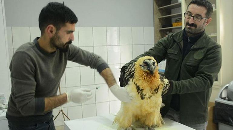 Bitkin bulunan sakalla akbaba, tedavisinin ardından doğaya bırakıldı