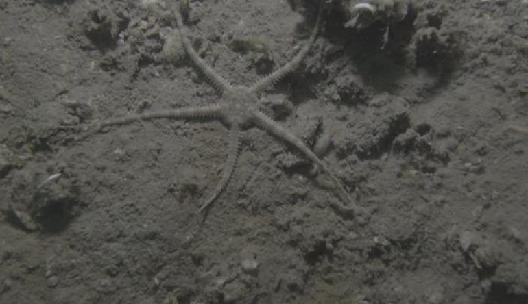 Müsilaj endişesi Korkunç bir kuraklık yaşıyoruz
