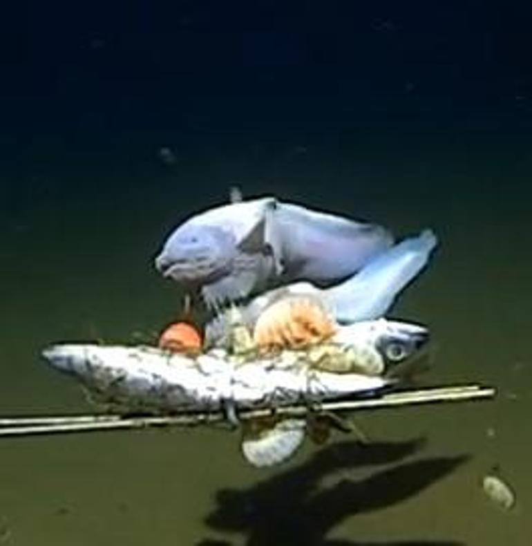 Okyanusun en derininde yaşıyor İlk kez görüntülendi, türü bilinmiyor