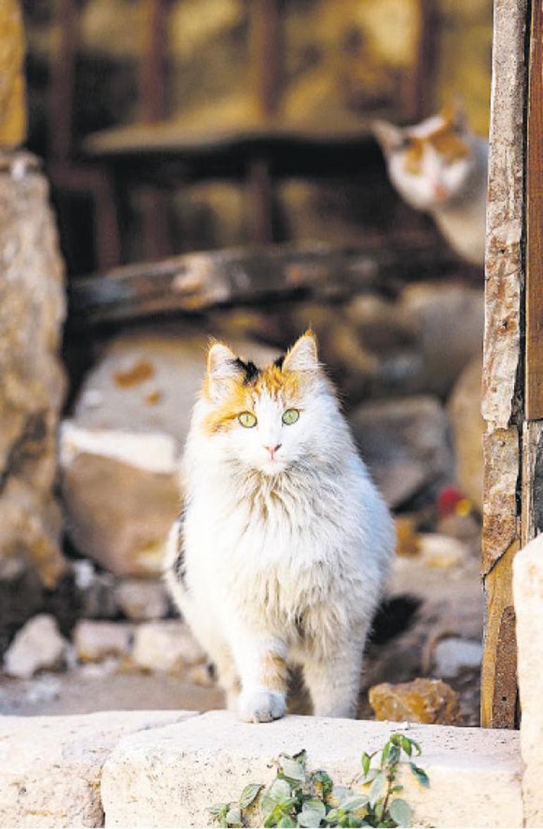 Şimdiki Zamanın Hikayesi