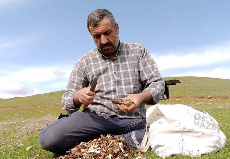 Batmanda ilkbaharın müjdecisi kenger bitkisi köylülerin geçim kaynağı oluyor