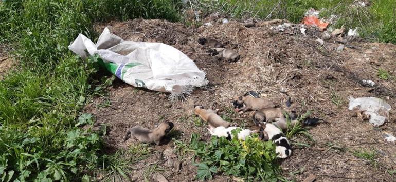 11 yavru köpek ölüme terk edildi: Ağzı bağlı çuvaldan çıktılar