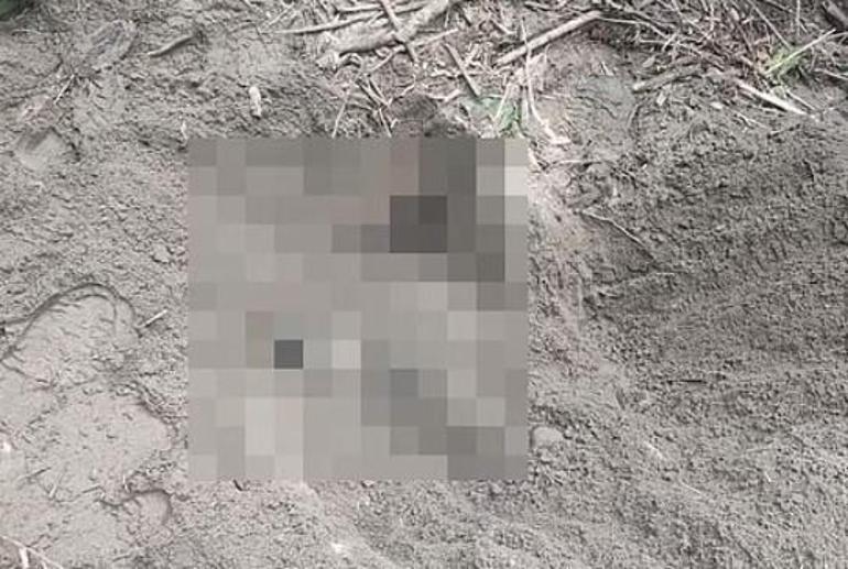 Cesetlerini köpek buldu 3 genç kızın feci sonu: Boğazları kesilmiş