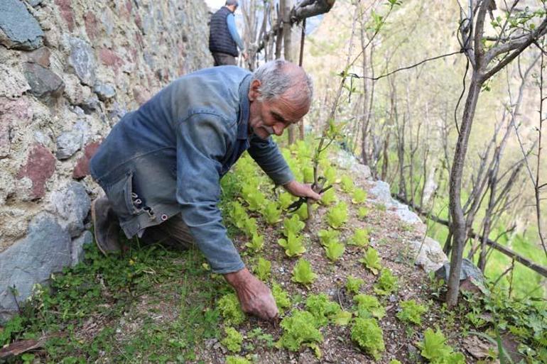 Artvinli duvar ustasının şaşırtan tekniği 2 dönümlük araziyi 8 dönüme çıkardı