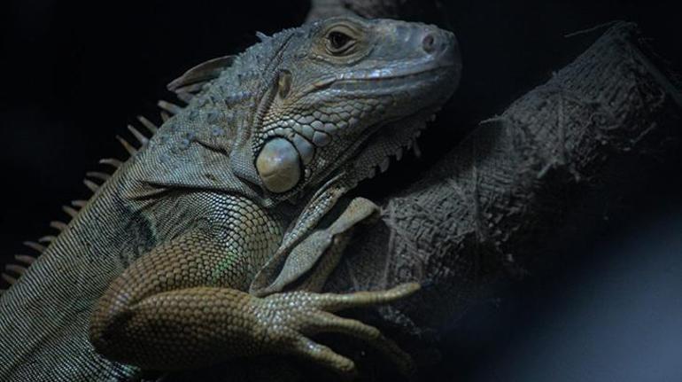 Iguana Tokyonun ve hepimizin Aşil topuğu: Aile