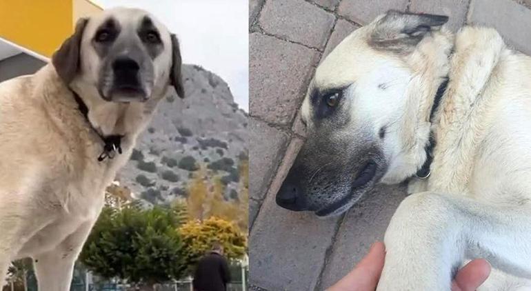 Antalyada iğrenç olay Servis şoföründen köpeğe cinsel saldırı iddiası