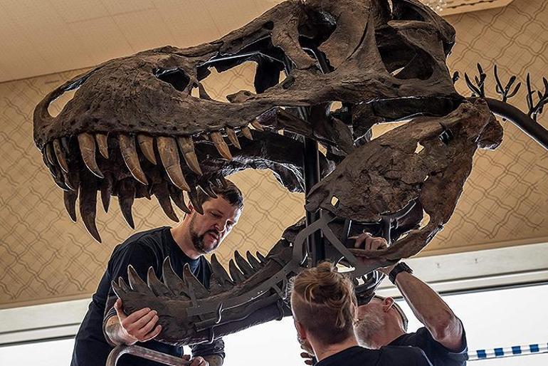 T-Rex iskeleti 6,2 milyon dolara satıldı