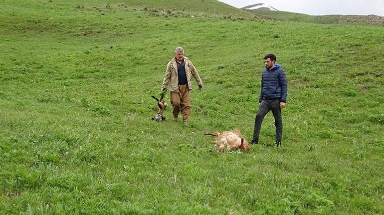 Merada kurtlar sürüye saldırdı 50 koyun öldü