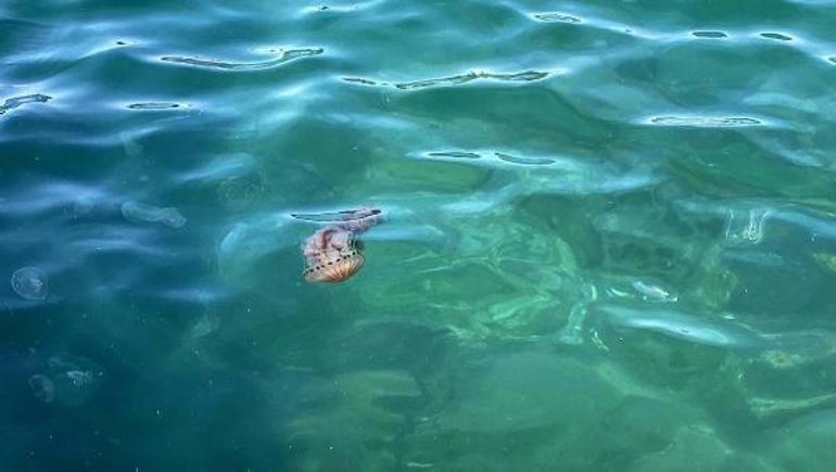Çanakkale Boğazında zehirli tehlike Pusula denizanası