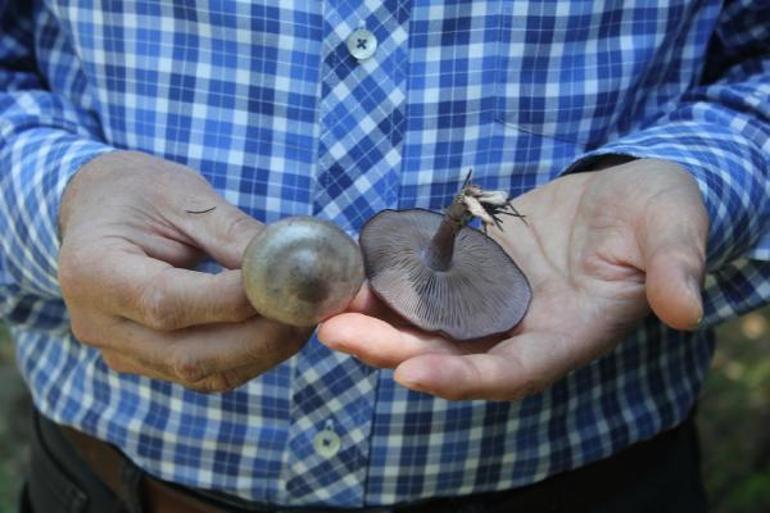 Profesörden ölüm meleği mantarı uyarısı