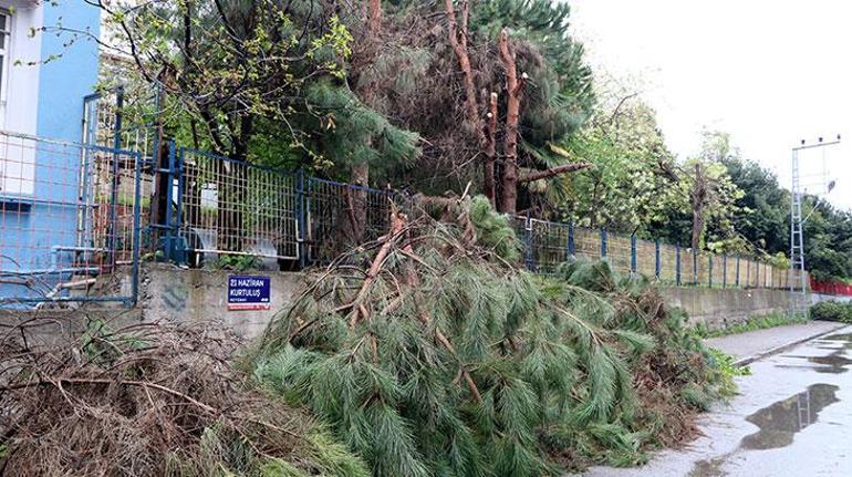 Elektrik telleriyle temas eden ağaçların budanmasına soruşturma