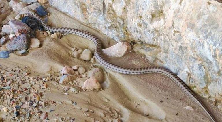 Çiftçinin şoke eden ölümü Kayısı toplarken yılan soktu