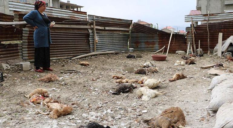 Hakkaride sokak köpekleri 80 tavuğu öldürdü