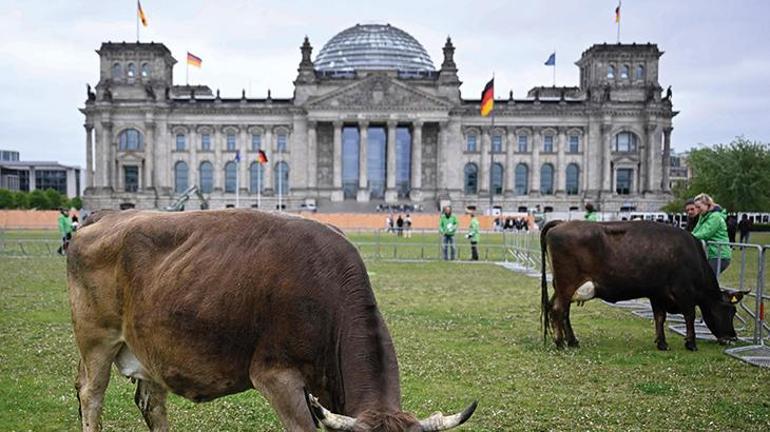 Almanya’da aktivistler meclis önünde inek otlattı: Habitatına uygun yetişsin