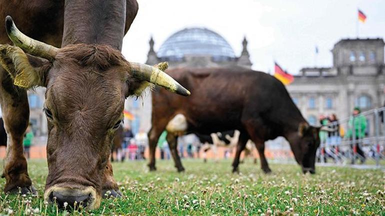 Almanya’da aktivistler meclis önünde inek otlattı: Habitatına uygun yetişsin