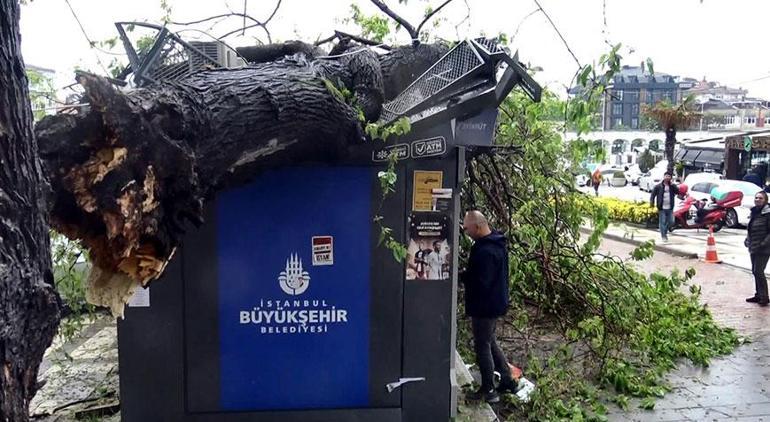 Ağaç 4 ATMnin üzerine devrildi; para çekmeye devam ettiler