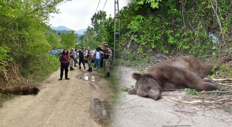 Boz ayıyı gören önce yanına yanaşamadı sonra telefona sarıldı