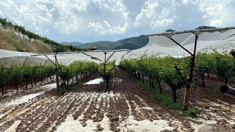 Manisada üzüm üreticilerinden doluya karşı tül önlemi