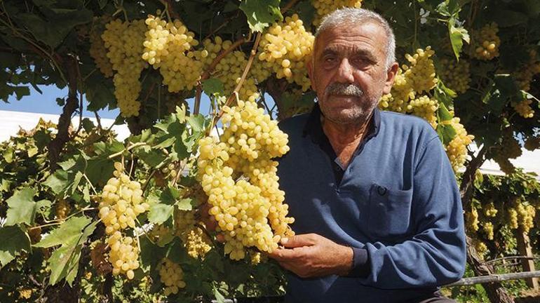 Manisada üzüm üreticilerinden doluya karşı tül önlemi